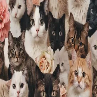 cats wallpaper aesthetic