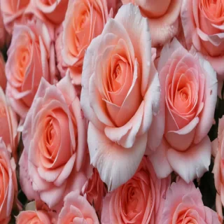 rose wallpaper 4k