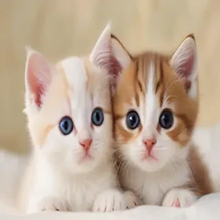 cute kittens wallpaper