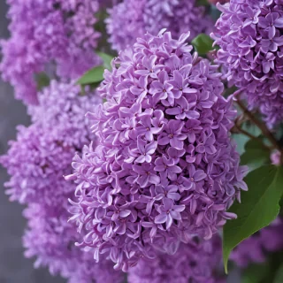 lilac wallpaper iphone