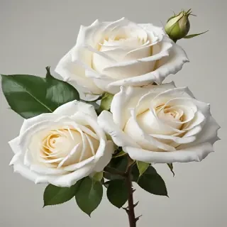 white roses png