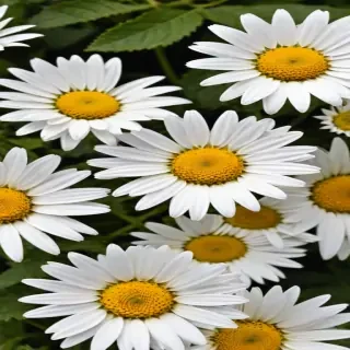 daisies png
