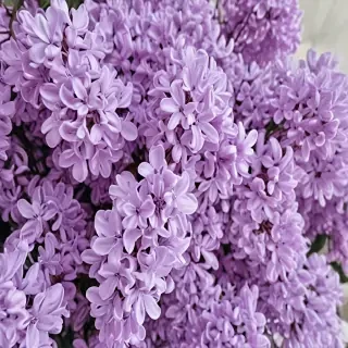 lilac aesthetic