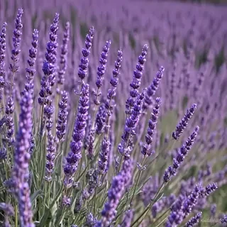 lavender wallpaper