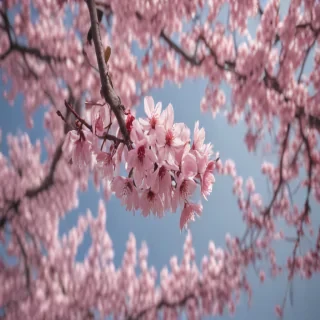 cherry blossoms png