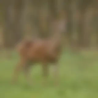 roe deer
