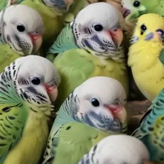 budgies