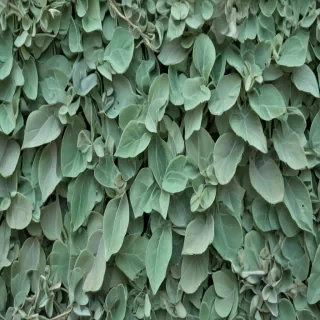 sage green background aesthetic