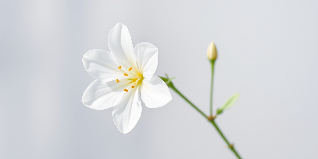 white flower transparent background