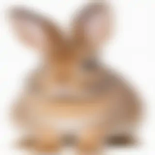 bunny png