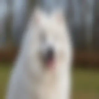 samoyed dog