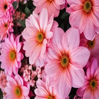 iphone wallpaper flower background