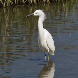 snowy egret