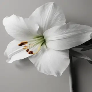 flower pencil drawing