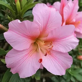 azalea flower