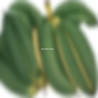 banana leaf png