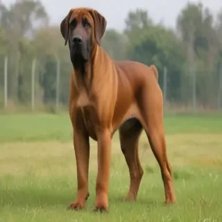 fila brasileiro dog breed