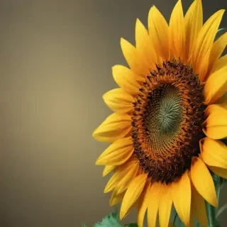 sunflower computer wallpaper