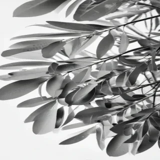 eucalyptus clipart black and white