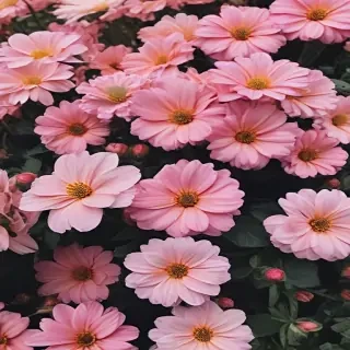 aesthetic backgrounds flowers
