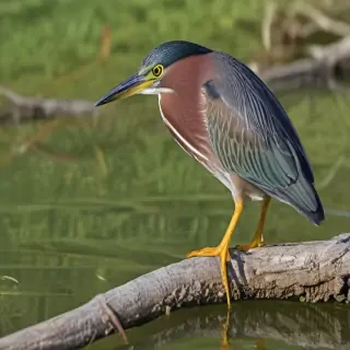 green heron