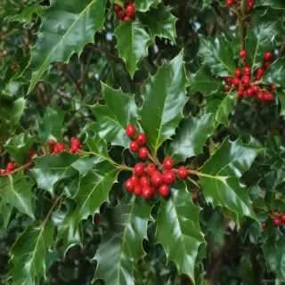 holly picture