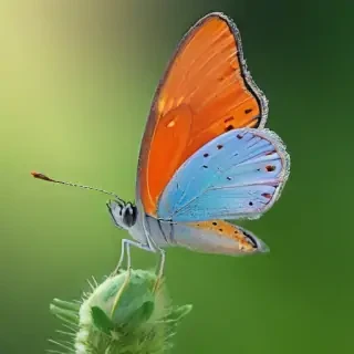 cute butterfly