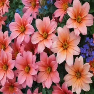 summer flowers wallpaper iphone