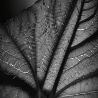 leaf images black and white