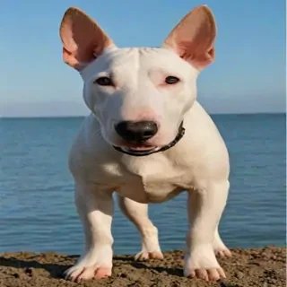 bull terrier dog breed