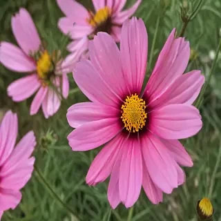 cosmos flower