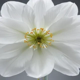 transparent white flower