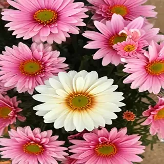 chrysanthemum png