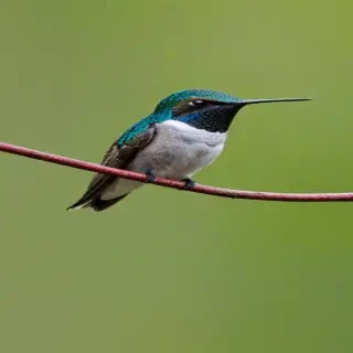 bee hummingbird