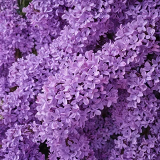 lilac background