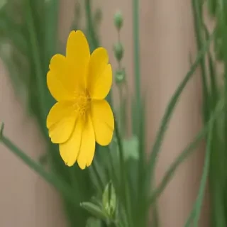 buttercup flower