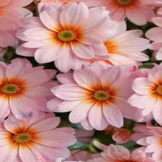 cute flower wallpaper aesthetic