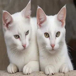 aegean cat breed