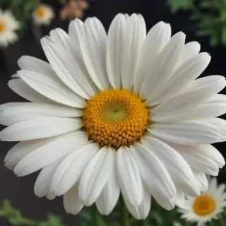 iphone daisy wallpaper