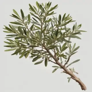 olive branch png