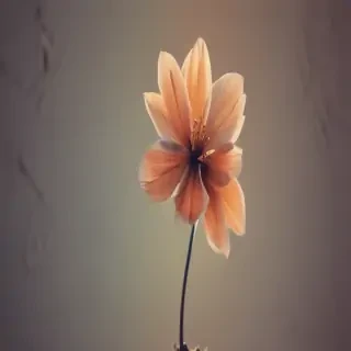 simple wallpaper iphone