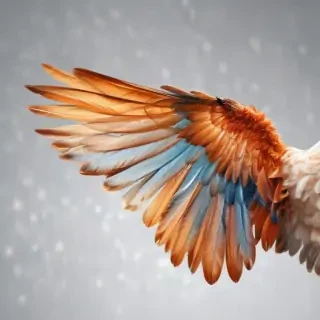wings transparent background