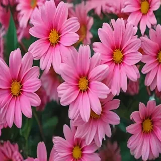 flower wallpaper iphone