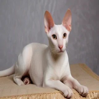 oriental shorthair cat breed