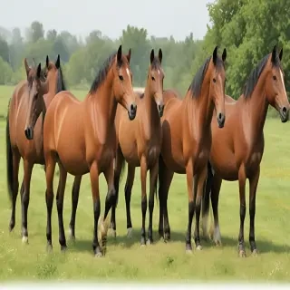 horses clip art