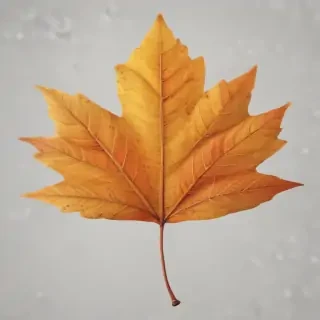autumn leaf png