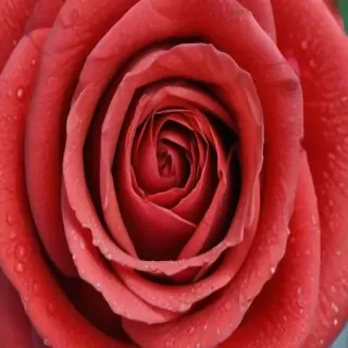 image of a red rose