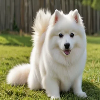 japanese spitz dog breed