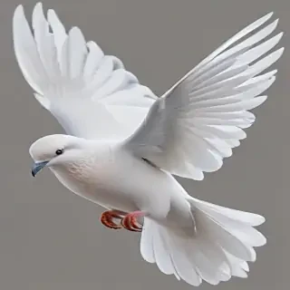 dove png