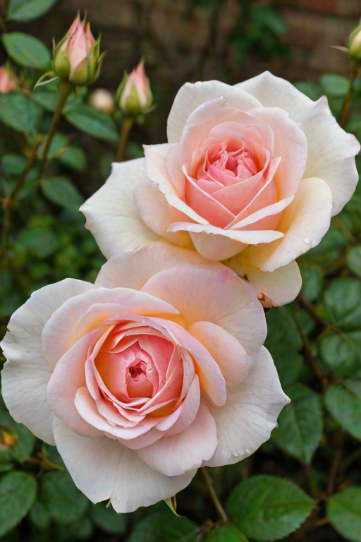 rose flower